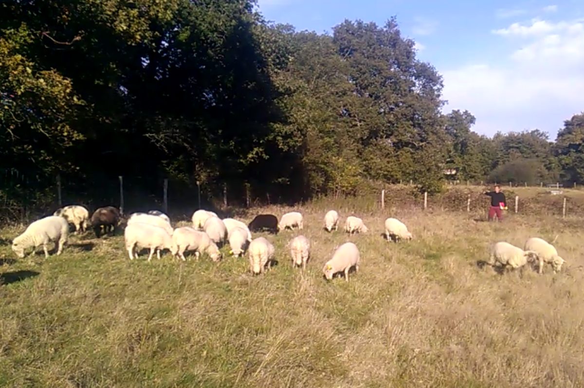 Moutons landes de bretagne