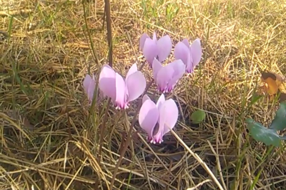 cyclamen - biodiversité