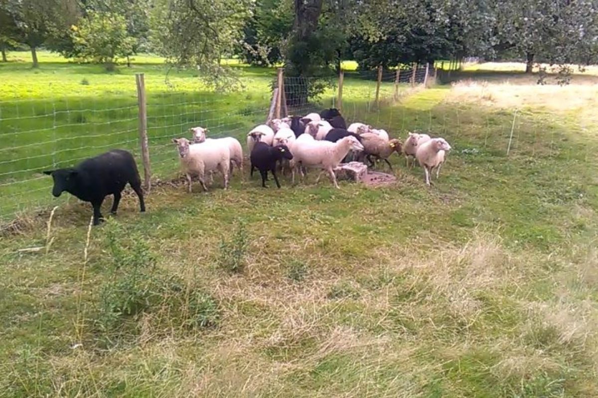 Moutons landes de bretagne