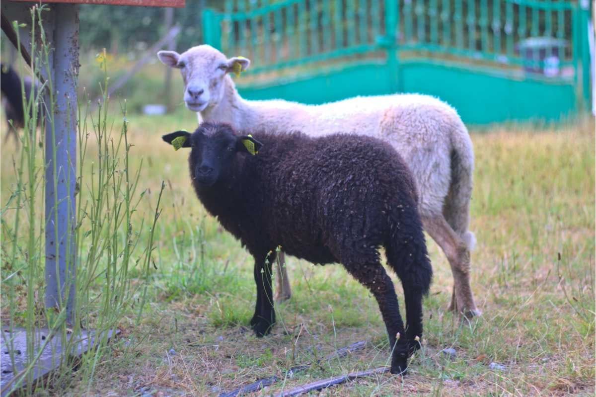 Moutons landes de bretagne