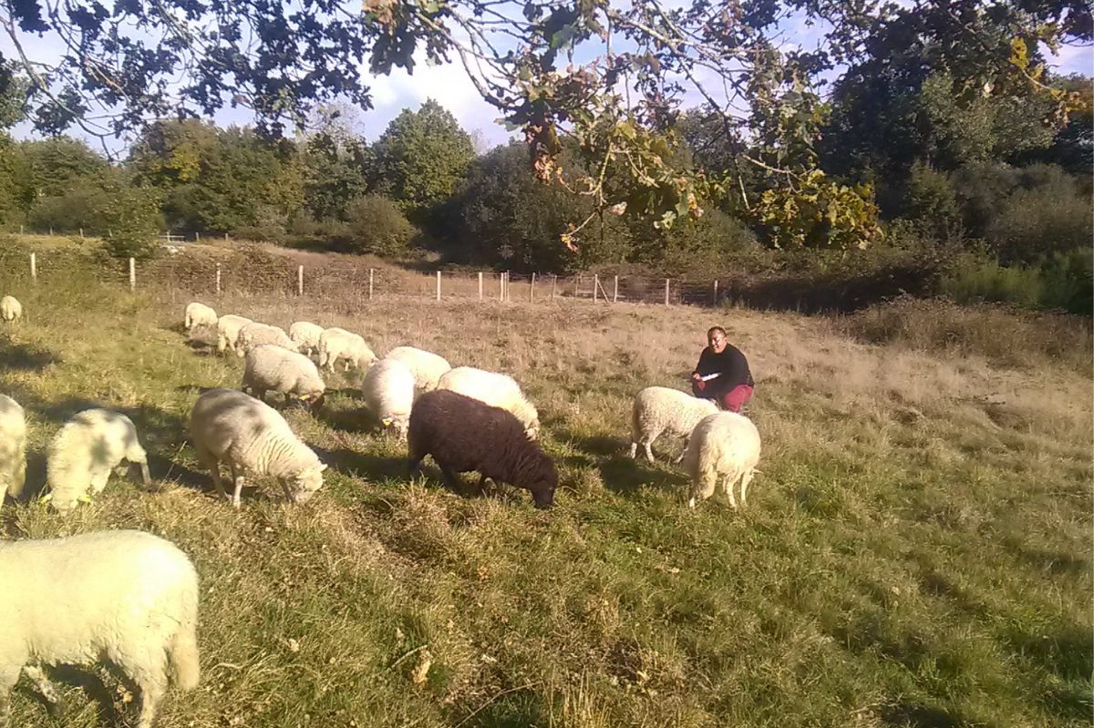 Moutons landes de bretagne