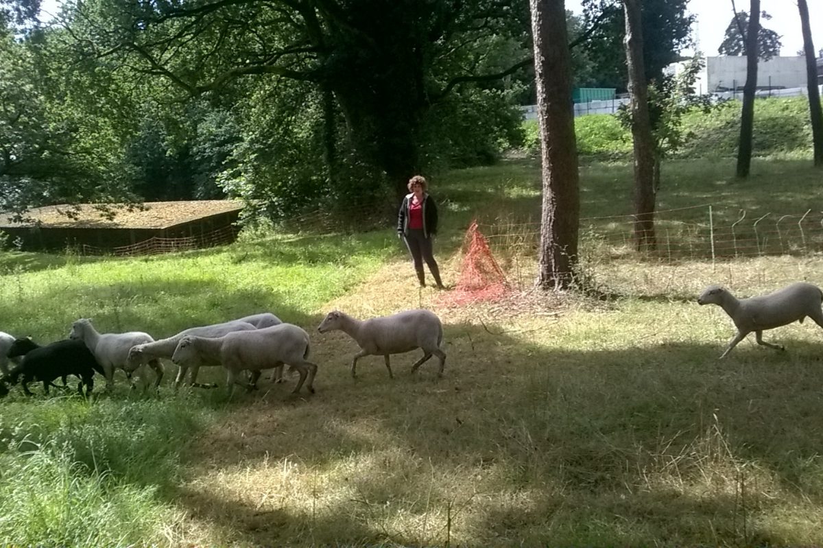 Moutons landes de bretagne