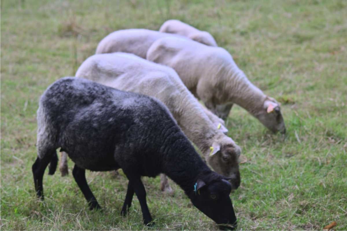 Moutons landes de bretagne